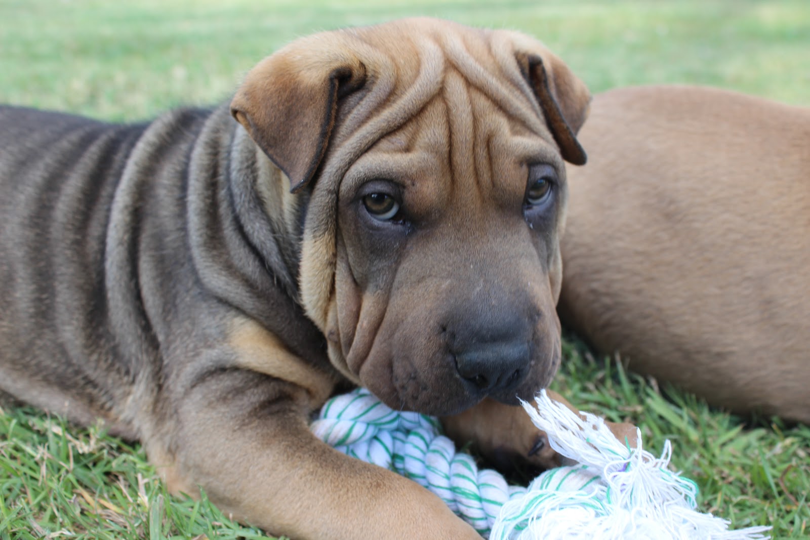 Shar Pei